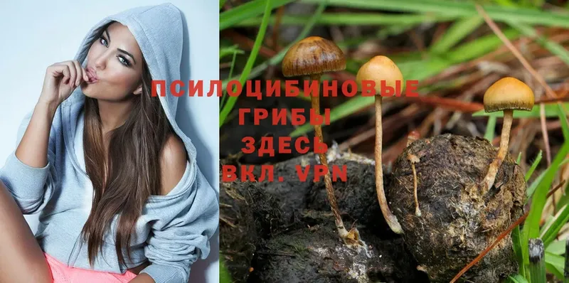 Галлюциногенные грибы MAGIC MUSHROOMS  Нытва 